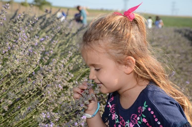 Silivri'de Lavanta Hasat Şenliği Düzenlenecek