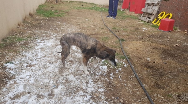 Felçli Köpek HAYKURDER Sayesinde Yeniden Ayağa Kalktı