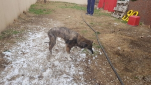 Felçli Köpek HAYKURDER Sayesinde Yeniden Ayağa Kalktı