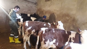 2020 Yılı Büyükbaş Hayvan Şap Aşılamaları Devam Ediyor