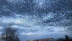 Göçmen kuşlar büyüledi