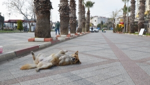 Sıcaklıklar Mevsim Normallerine Yükselecek