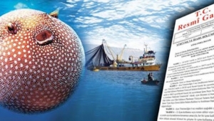 Balon Balığında Avlanma Yasağı Kaldırıldı