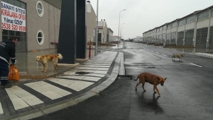 İBB Silivri Sanayisi ve Ortaköy'de Besleme Yaptı