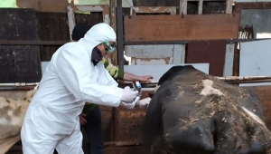 Şap Aşılaması Tamamlandı, LSD Aşılamasına Başlandı