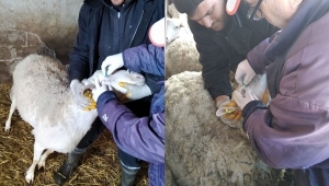 Silivri'de Küçükbaşlar Brucellaya Karşı Aşılanıyor