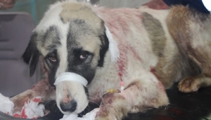 Silivri Kaymakamlığı'ndan Hayvana Şiddet Ve İstismara 24 Saat Denetim Markajı!