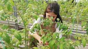 Tarım Lisesi Öğrencileri, Domateste Koltuk Alma Uygulaması Yaptı