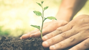 Ücretsiz Tıbbi ve Aromatik Bitki Yetiştiriciliği Kursu Başlıyor