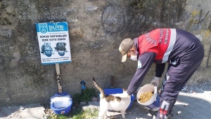 Belediyeden Sokak Hayvanlarına Mama ve Su Desteği