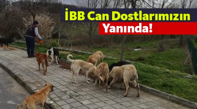 İBB can dostlarımızın yanında