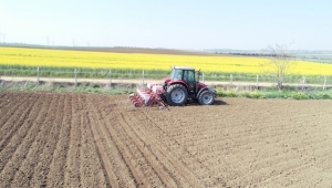 Silivri Belediyesi 55 Dönüm Yağlık Ayçiçeği Ekti