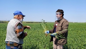 Silivri'de Buğdayın En Büyük Düşmanı Süne İle Mücadele Sürüyor