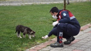 Sokaktaki Canlar Unutulmuyor