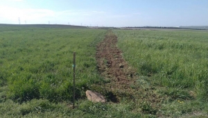 Tıbbi ve Aromatik Bitki Üretiminde Çapalama İşlemi Tamam