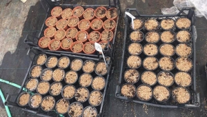 Tıbbi ve Aromatik Bitki Yetiştiriciliğinde Yoğun Çalışma