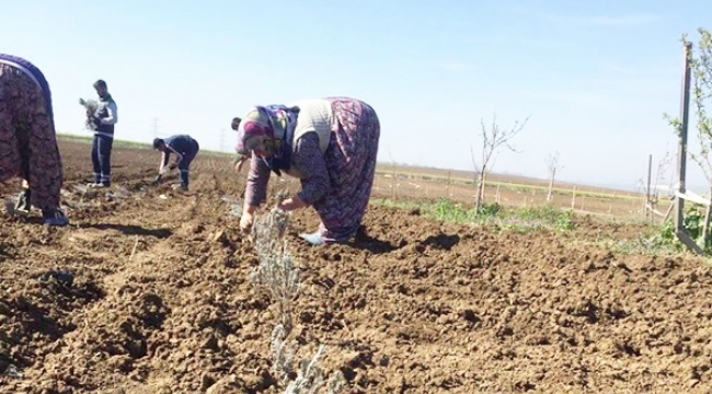 TÜRAM'da 2 Dekar Alana Lavanta Fidesi Dikildi