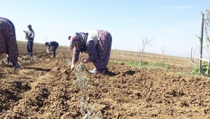 TÜRAM'da 2 Dekar Alana Lavanta Fidesi Dikildi