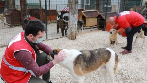 Türk Kızılayı Can Dostlarımızı Mutlu Etti