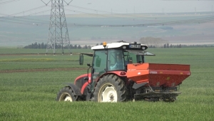 Yerli Arpa Tohumu İçin Üretim Çalışmaları Devam Ediyor