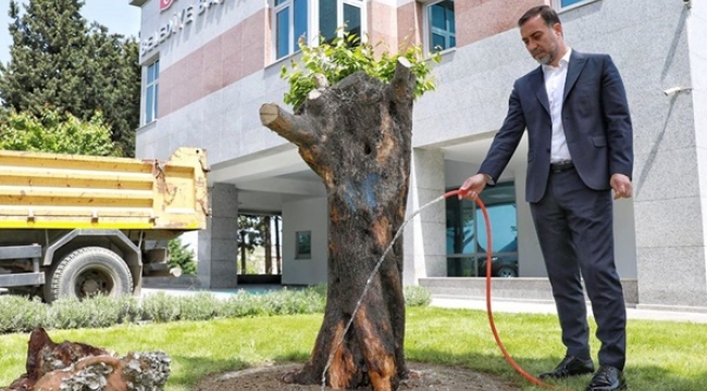 CHP'li Avcılar Belediye Başkanı Hançerli, Silivri Belediyesi'ne Zeytin Ağacı Hediye Etti
