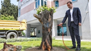 CHP'li Avcılar Belediye Başkanı Hançerli, Silivri Belediyesi'ne Zeytin Ağacı Hediye Etti