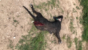 Çöp Kamyonu Sürücüsünün Çarpıp Kaçtığı Köpek Kurtarılamadı!