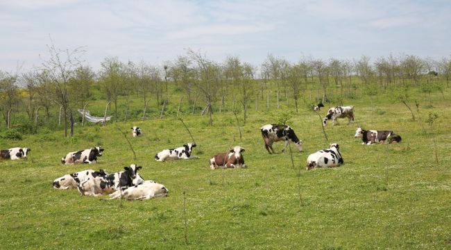 Halk Süt'ün Süt Kaynağı Silivri ve Çatalcalı Üretici Olacak