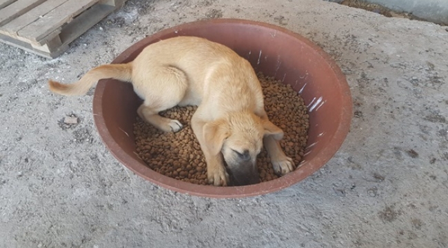 Mamaların üstünde uyuyakalan köpek sosyal medyada gündem oldu!