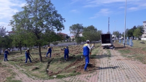 Park ve Bahçeler Müdürlüğü'nden Hummalı Çalışma