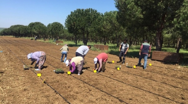 Silivri Belediyesi 20 Bin Adet Fide Dikimi Yaptı