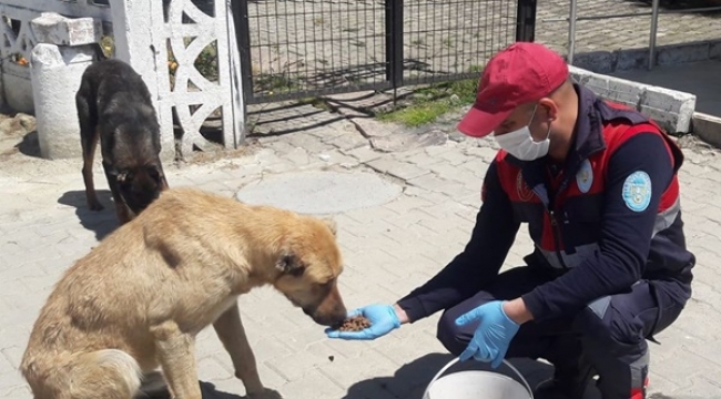 Silivri Belediyesi Ekipleri Can Dostlarımızı Elleriyle Besledi