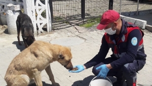 Silivri Belediyesi Ekipleri Can Dostlarımızı Elleriyle Besledi