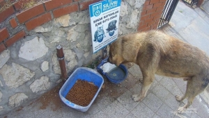 Silivri Belediyesi'nden Can Dostlara Su Ve Mama