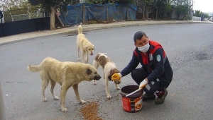 Silivri Belediyesi'nden Dostlarımız İçin Yerinde Besleme