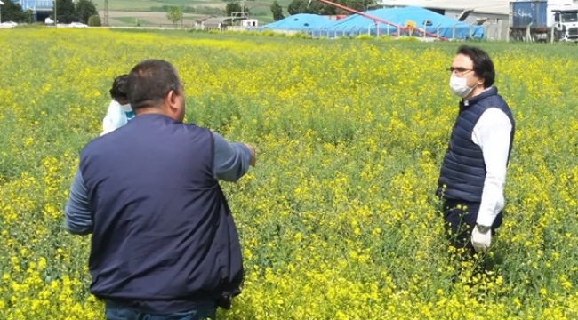 Silivri'de Kanola ve Yem Bitkileri Kontrolleri Devam Ediyor