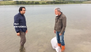 Silivri'deki Göletlere 25 Bin Pullu Sazan Bırakıldı