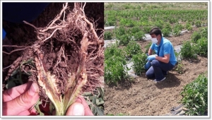 İlçe Tarım'dan Domateste Kökboğazı Hastalığına Karşı Uyarı!