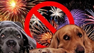 İstanbul Kent Konseyi'nden Havai Fişek Raporu: Vazgeçilmeli!