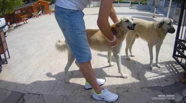 Kiptaş 1 Bölgesindeki Yaralı Köpek Tedavi Edildi