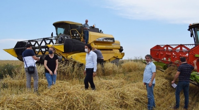 Silivri'de Arpa Hasadı Başladı