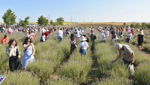 Tıbbi Ve Aromatik Bitki Distilasyonu Kayıtları Başladı