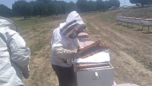 TÜRAM'da Arıcılığın Geliştirilmesi Yolunda Önemli Adımlar