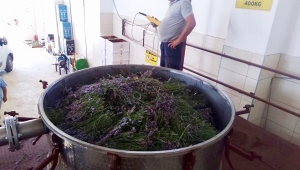 Ergene Lavantaları Silivri Distilasyon Tesisi'nde Damıtıldı