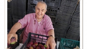 Seymen'in Gözde Elma Bahçesi Hasata Başladı
