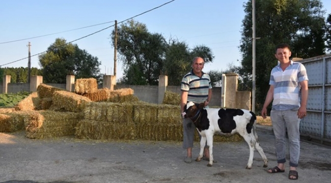 Seymen, Yolçatı ve Değirmenköy'de Ücretsiz Saman Dağıtıldı