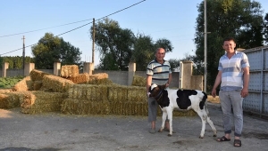 Seymen, Yolçatı ve Değirmenköy'de Ücretsiz Saman Dağıtıldı