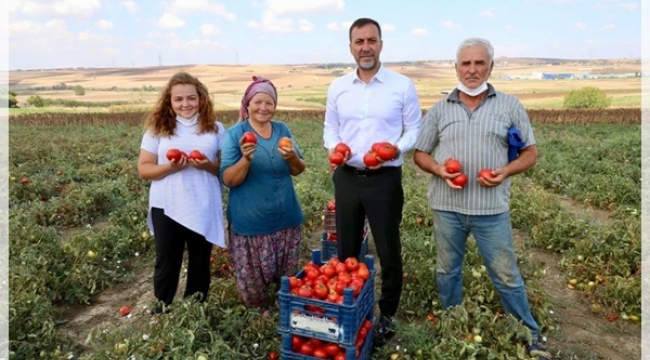 Başkan Yılmaz, Hasat Yapan Üreticiye Yardım Etti