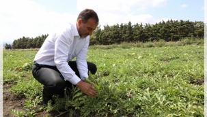 Cumartesi Kadıköy, Pazar Değirmenköy'deki Üreticiler Yarışacak