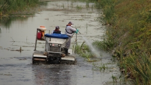 İBB Vektörle Mücadele Bilim Kurulu Kurdu